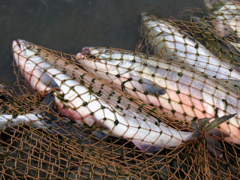 На Ириклинском водохранилище за две недели поймали 42 браконьера